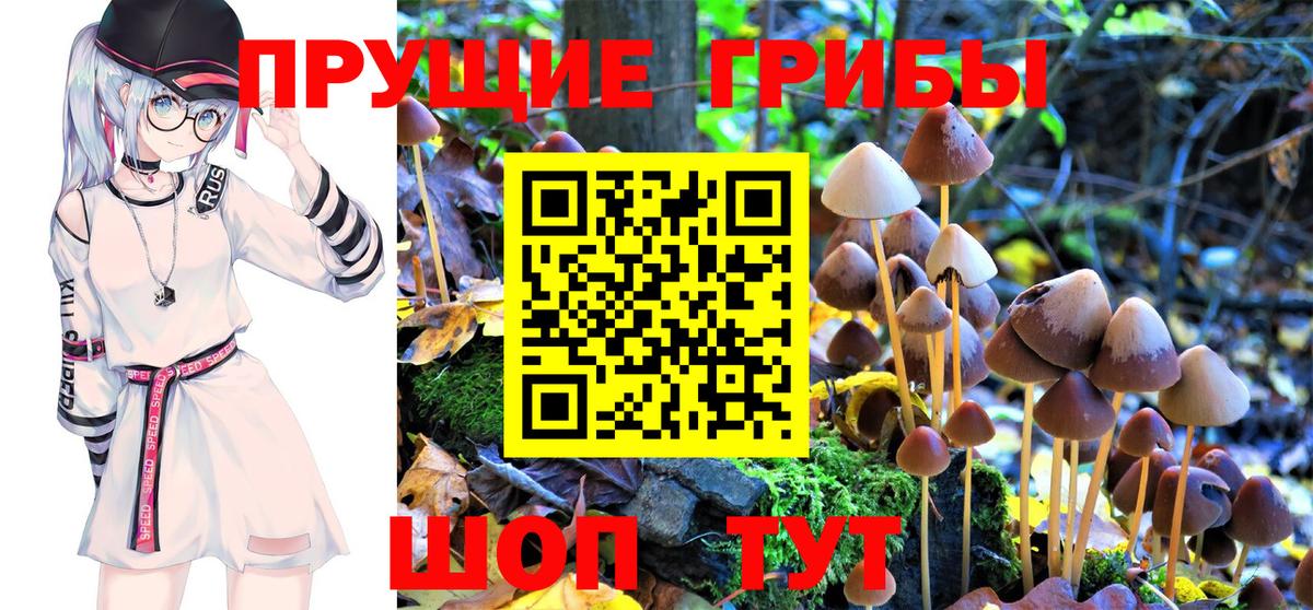 Псилоцибиновые грибы Psilocybine cubensis Заволжье